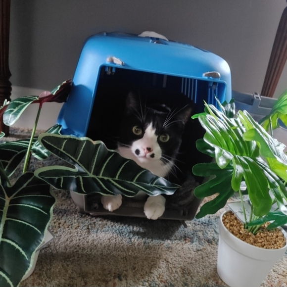 Chemo Treatments for My 3 year old cat, Lrrr - Picture 11 of 12